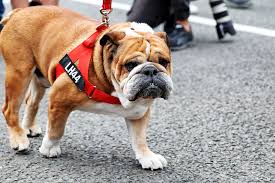 Dog 2