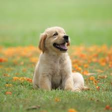 Dog 3