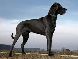 Dog 4
