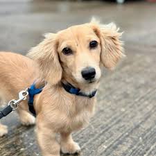 Dog 6