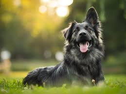 Dog 7