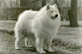Dog 8