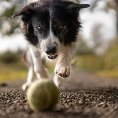 Dog 9